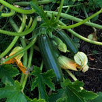 Green Summer Squash Live Plant in 4 Inch Pot, 4-6" Tall Zucchini