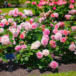 2 Mix Rose Bush Live Plants, 20+ Varieties Heirloom Rose Plants Live for Planting, Fragrant Rose Flowers Well Rooted Starter Plant 5-9 Inch Tall