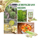 400 Lemongrass Herb Seeds, Lemongrass Seeds, Culinary Herb Seeds for Home Garden, Patio Pots and Containers