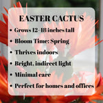 Pack of 2 Mix Easter Cactus Plants, Holiday Cactus Flower Plant Succulent, Size 4 to 7 Inch, Without Pot, Easter Cactus Live Plant