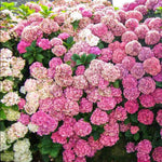 Set 2 Hydrangea Live Plants, Pink to Blue Hydrangea Bushes Shrubs Trees Live Plants in 4” Pot, Live Hydrangea Well Rooted for Planting