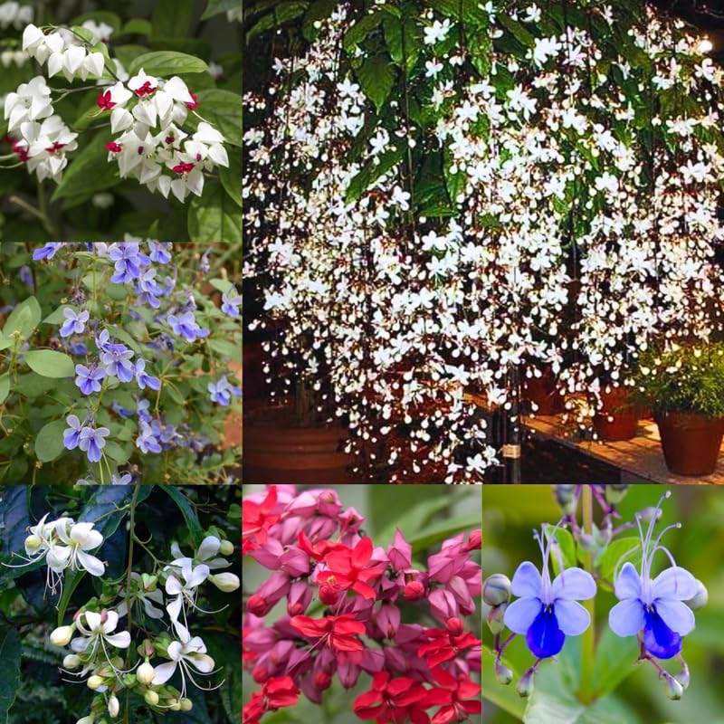 2 Clerodendrum Wallichii Plants Live, Chains of Glory Vine Light Bulbs Plant 4-8 Inches for Growing Indoor Outdoor, Mix Clerodendrum