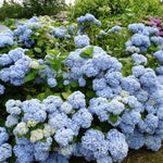 Hydrangea Plant Live Tree, Blue to Purple Pink Color Bloom, 5-10" Well-Rooted Hydrangea Shrub Bush for House Planting Outdoor, Dormant
