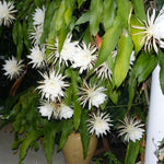 Epiphyllum Oxypetalum Plant, Queen of The Night Cactus Plant in 4 Inch Pot, 4-5 Inch White Blooms Flowers