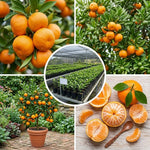 Satsuma Mandarin Tree Live Plant in 1 Gallon, Citrus Fruit Tree, Sweet Mandarin Orange Plant, Easy Growing Sweet Fruit Plant for Patio and Garden