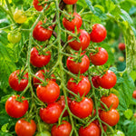 2PPP Cherry Tomato Plants Live, Garden Vegetable Plant, 5-8'' Tall