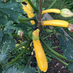 Yellow Summer Squash Live Plant in 4 Inch Pot, 4-6" Tall Zucchini