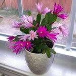 Easter Cactus Live Plant, Vibrant Blooming Cactus for Indoor Outdoor Gardens, 4-8'' Tall, No Pot (Random Blooms)