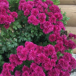 Chrysanthemum Plants Live 4 to 7 Inch Tall, Mums Live Plants, Vibrant Perennial Mum Plant for Planting in Garden (Purple)
