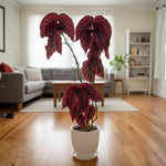 Begonia Plant Live, Colorful Begonia Plants 4-8 Inches, Decorative Houseplant for Indoor Outdoor Gardens and Containers (Red Green Foliage)