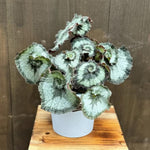 3 Packs Silver Green Begonia Angel Wing Maculata Live Plants, 5-9 Inch Tall, Indoor Outdoor Polka Dot Begonia