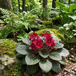 Red African Violet Plant Live, Red Violet Flower, 3-5 Inches Tall