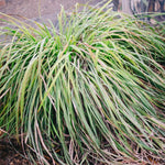 10 Lemon Grass Stalks Plants for Outside Live, Bare Root Lemongrass Plants Live Fresh Well-Rooted, Lemongrass Herb