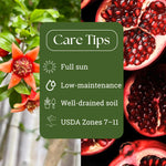 Sweet Pomegranate Tree Live Plant 8-12'' Tall, Hardy Red Pomegranate Bush in Half Gallon Pot, Full Roots and Ready to Plant