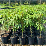Yuca Plant Live in 4" Potted, Cassava Yuca Trees Sweet Manihot Thick Trunk Seeds Sticks for Outdoor Planting, No CA