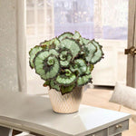 Begonia Plant Live, Colorful Begonia Plants 4-8 Inches, Decorative Houseplant for Indoor Outdoor Gardens and Containers (Silver Foliage)