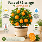 Navel Orange Tree Live Plant, Citrus Fruit Plant in 1 Gallon Pot, Sweet Orange Fruit Tree for Indoor Outdoor Gardening