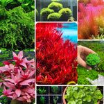 100 Aquarium Plant Seeds for Fish Tank, Aquatic Grass Seeds for Freshwater Aquarium, Live Water Plant Ground Cover for Fish Tank Decoration