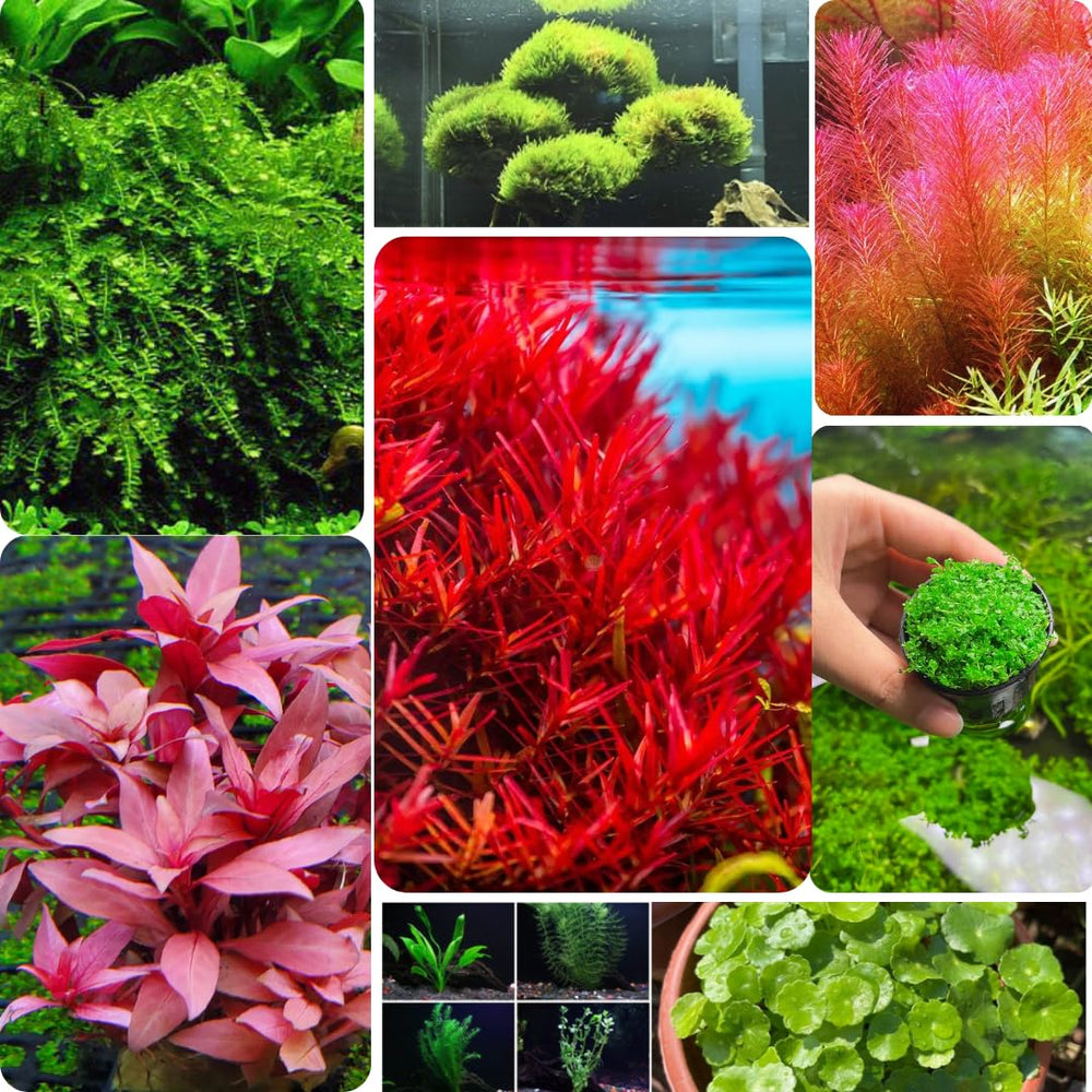 100 Aquarium Plant Seeds for Fish Tank, Aquatic Grass Seeds for Freshwater Aquarium, Live Water Plant Ground Cover for Fish Tank Decoration