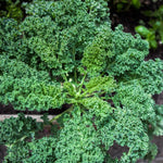 Kale Plant, 4 Inch Pot, Vegetable Kale Plants Potted