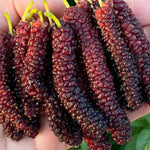 Mulberry Tree Live Plant 5 to 8 Inch Height, Everbearing Mulberry Bush Live Plant to Grow, Mulberry Plant Live (Pakistan Mulberry)