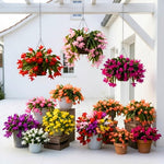 Live Random Christmas Cactus Live Plant 4–6 Inches Tall, Winter Blooming False Thanksgiving Cactus Well Rooted, Flowering Houseplant for Home and Office