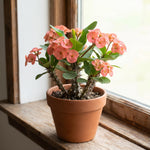 Salmon Euphorbia Crown of Thorns Plant, Perennial Succulent Live Plant Indoor Outdoor 4-7 Inches