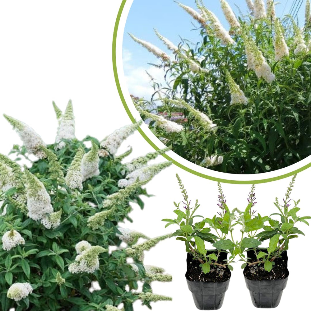 2 Butterfly Bush Live Plants, White Buddleia Shrubs, 5–9 Inch Tall, Fragrant Flowering Shrubs, No Pot
