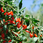 Red Goji Berry Plant Live, Red Berry Fruit Tree, 2-3 Ft Tall