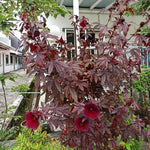 Set 2 Cranberry Hibiscus Flowers Plants, 4 to 7 Inches Long, Hardy Hibiscus Plants Live for Gardening