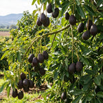 HASS Avocado Tree Live Plant, Avocado Plant, Cold Hardy, 6-12 Inc Tall