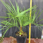 Live Palm Tree Plant in 3 Gallon Pot, No CA, Large Fully Rooted Size, Ready to Plant for Home Décor Indoor Outdoor Landscape, Rare Palm Trees, Feather-leafed Palm