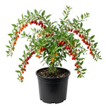 Red Goji Berry Plant Live, Red Berry Fruit Tree, 2-3 Ft Tall