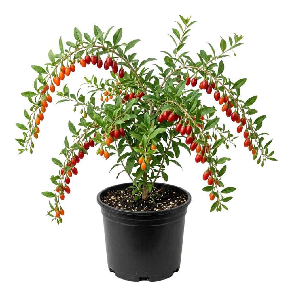Red Goji Berry Plant Live, Red Berry Fruit Tree, 2-3 Ft Tall