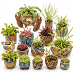 3 Mix of Green, Red Fly Trap Live Plants and Pitcher Plant Nepenthes, Exotic Tropical Collection, Starter Size, Each Type One Plant