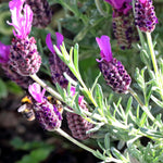 Pack 2 Lavender Live Plants 4-8 Inches, Hardy Fragrant Perennial Outdoor Herb Plant (Spanish Lavender)