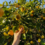 Live Yellow Lemon Tree, 3-5" Tall, Well Rooted for Planting