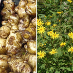 20 Jerusalem Artichoke Roots, Sunchoke Tubers for Planting, Garden Vegetable Root Plants for Outdoor Garden Beds, Raised Beds or Backyard Gardens