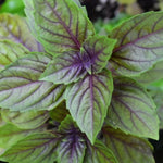2 Blue African Basil Plants Live, Live Basil Plant, 4 to 6 Inc Long, Fragrant Herb, Fast Growing