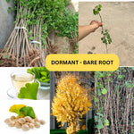 5 Dormant Ginkgo Biloba Trees Live Plants, 6 to 12 Inc Tall Ginkgo Trees Seedlings, Bare Roots, Very Cold Hardy