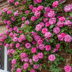 Climbing Rose Live Plant Well Rooted, No Leaf, Ready to Plant Indoor Outdoor, Climber Rose Bush, Hybrid Tea Rose Like, Very Fragrant, Long Bloomer (Pink - Deep Pink)
