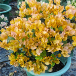3 Bougainvillea Vine Plants, Bougainvillea Plants Live for Outdoor Landscaping and Containers, 4-7 Inch Tall Well-Rooted, No Pot (Gold Bougainvillea)