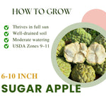 Red Sugar Apple Tree Live Plant Potted 6-12 Inches, 8 Months Old Sugar Apple Tree for Planting Outdoor, Rare Tropical Trees
