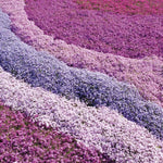 3 Mix Creeping Phlox Live Plant, 4-7 Inch Tall Ground Cover Perennial for Outdoor Landscaping
