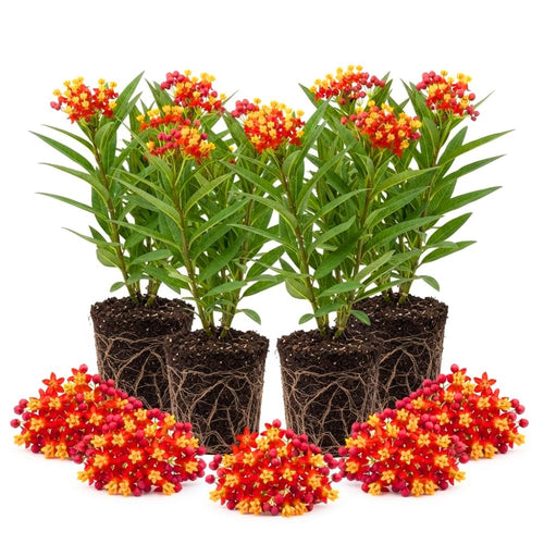 4 Tropical Red Milkweed Asclepias Live Plants, Flower Plant, 4-9 Inch Tall