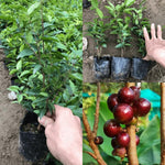 Jaboticaba Tree Live Plant, 1 Foot Tall, No Pot, Live Starter Brazilian Grape Tree for Outdoor Growing, Exotic Fruit Tree