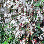 Smithianum Light Wallichii Clerodendrum Plants Live, Starter Size 5-9" in Tall, White Blooms Planting Ornaments Perennial Gardening, Spring Bloom