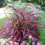 3 Purple Fountain Grass Live Plant Clumps 5-9" for Spring Planting, Ornamental Grass, Perennial Grasses Fast-Growing, Vibrant Color