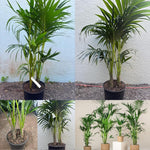 Palm Tree Live Plant, Fully Rooted in 3 Gallon Pot, Rare Tropical Plant Live for Indoor or Outdoor Growing, Dark Green