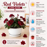 Red African Violet Plant Live, 4 Inch Pot, Indoor Flowering Plant